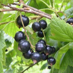 Currant, Black